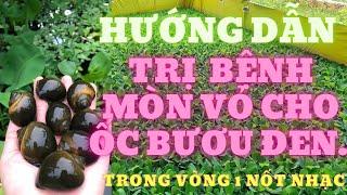 Cách Trị Bệnh Mòn Vỏ Cho ỐC Bươu Đen-Và Hướng Dẫn Kỹ Thuật Sử Dụng Thuốc Khi Ốc Bị Mòn Vỏ..