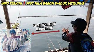 INFO TERKINISpot Nila Babon Waduk jatiluhur Terbaru,Panen Strike Nila Babon Waduk Jatiluhur Terbaru