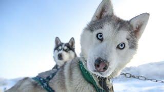 Видео для тех, кто Хочет Завести Хаски  Собаки Хаски| Приколы с Animal funni| Приколы с животными