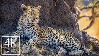 Incredible Wildlife & Landscape Photography of Africa - 4K Wallpapers Slideshow - 10Bit Color