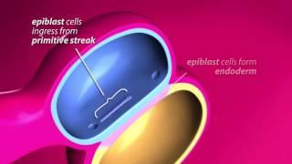 Gastrulation