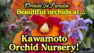 Oahu, Hawaii  Join me on a tour of Kawamoto Orchid Nursery!