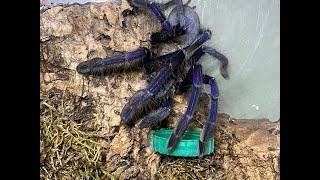 Omothymus violaceopes, the Singapore blue  rehouse and care