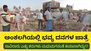 ಅಂಕಲಗಿಯ ದನಗಳ ಜಾತ್ರೆ||Ankalagiya danagal Jatre #cattlesmarket #cattles #ankalagi #bullsmarket #bulls