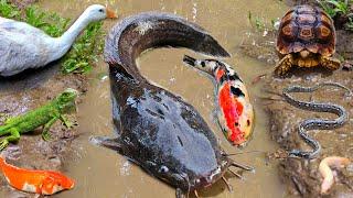 Amazing! Catch big catfish in the hole there are ornamental fish, koi fish, eels, snakehead fish