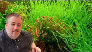 How to Setup a Shrimp Tank