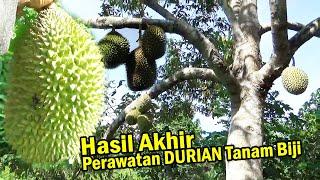 Durian Tanam Dari Biji Pun,  Bisa Cepat & Pendek Berbuah