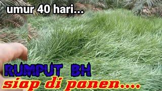 RUMPUT BH...UMUR 40 HARI SETELAH DI ARIT ,SIAP DI PANEN.