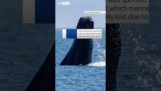 Disabled humpback whale seen in Washington