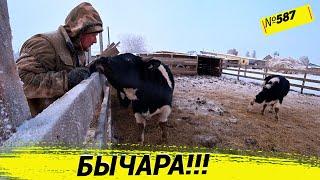 Бык опять бушует и никому не даёт покоя. Подарок для жены. Омск Москаленки жизнь в деревне.