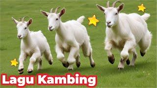 Kambing Lucu KAMBING SAYA ( Caca Marica Hey hey ) - Kambing Lucu Lagu Kambing Indonesia Populer