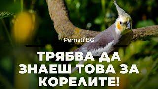 ТОП 7 ОСОБЕНОСТИ на КОРЕЛАТА които ТРЯБВА да знаеш