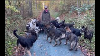 Training mit 36 Hunden, verschiedene hilfreiche Übungen. Hundemeute Katrin Scholz