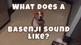 What Does a Basenji Sound Like?