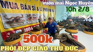 2/8  Săn mai phôi rẻ Long An từ 150k giảo Thủ Đức ở vườn mai vàng Ngọc Huyên