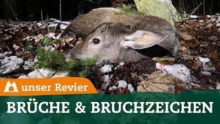 Welche Brüche und Bruchzeichen gibt es bei der Jagd? | Jagdliches Brauchtum | unser Revier | #46