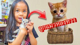 บริ้งค์ไบรท์ | สร้างบ้านกล่องกระดาษ ให้แมวหลงทาง