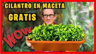 How to SOW CILANTRO in a POT in a short time and HOW TO GET FREE SEEDS | Gio de la Rosa