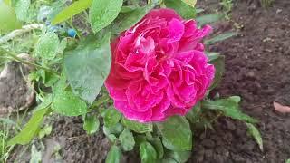 Роза Поль Нерон  ( Paul Neyron) с самыми крупными цветками