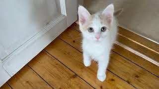 Living With Turkish Van Cats #27