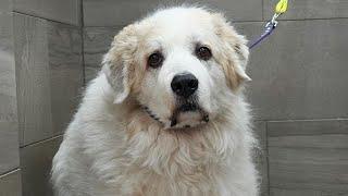 When the owner cries at pick-up  | Senior Great Pyrenees first ever spa day
