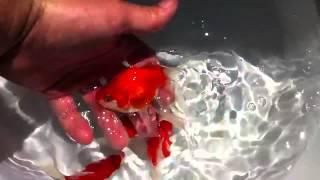 Tamasaba Japanese Goldfish goldfishgarage,com