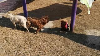 TWO MALE DOGS VS ONE FEMALE DOG MATING!! 