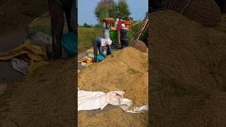 dhan harvesting #dhan #farming #shorts #paddy