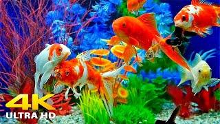 Aquarium 4K VIDEO (ULTRA HD)  Beautiful Relaxing Coral Reef Fish - Relaxing Sleep Meditation Music