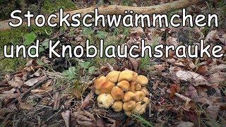 Regen bringt Pilze - Stockschwämmchen und Knoblauchsrauke