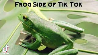 Frog Side Of Tik Tok