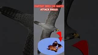 PELEGRINE FALCON The FASTEST Bird on EARTH in Action #shorts