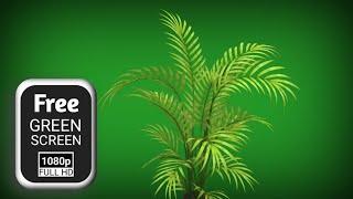 palm tree leaves flying green screen video | leaves green screen video effects | green screen tree