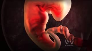 Fetal Development Animation