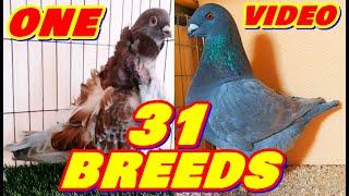 Let's Know About 31 Pigeon Breeds | Fancy Pigeon Breeds Collection | Colorful Fancy Pigeon