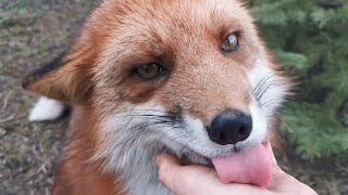 Who is a cute fox? Vasilisa the Fox!