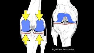 Knee joint structure and actions