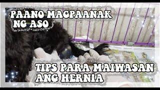 PAANO MAGPAANAK NG ASO?TIPS PARA MAIWASAN ANG HERNIA TUTORIAL