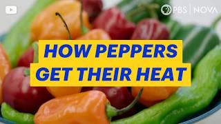 Why Hot Peppers Set Your Mouth on Fire | NOVA | PBS