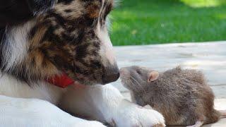 Dog has an emotional support RAT