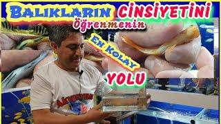 BALIKLARIN CİNSİYETİNİ ÖĞRENMEK ÇOK KOLAY, akvaryum balıkları