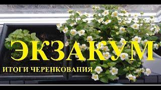 Экзакум.  Итоги черенкования. Часть 2.