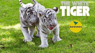 The Enigmatic Beauty of White Tigers