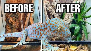 I UPGRADED MY TOKAY GECKO'S ENCLOSURE! TOKAY TERRARIUM SETUP