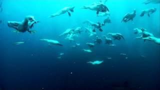 Gannets Plunge into the Sea