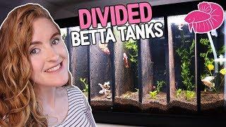 Divided Betta Tank - Step by step setup!