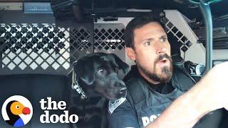 Police Dog Is The Best Sidekick | The Dodo