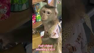 How Monkey Lyly Peels Coconuts #shorts #monkey #youtubeshorts #cutefunny #viralshort