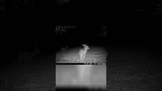 Jaw-Dropping: Nighttime Deer Gathering! #camera #trailcam #deer #footage #outdoors #nightvision #uk