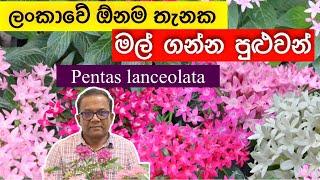 පාට වර්ග රැසකින් එන ගෙවත්ත හැඩ කරන මල් | Pentas lanceolata | Ceylon Agri | Episode 250